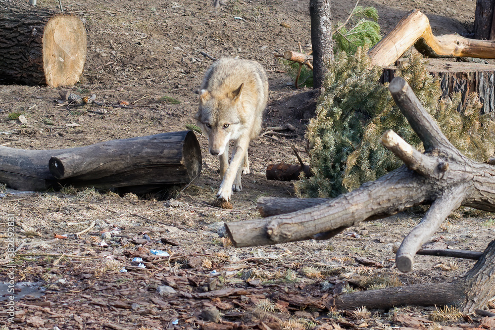 Lupus at the sawmill. The wolf runs among the sawn tree trunks. Lupus at the sawmill. The wolf runs among the sawn tree trunks.