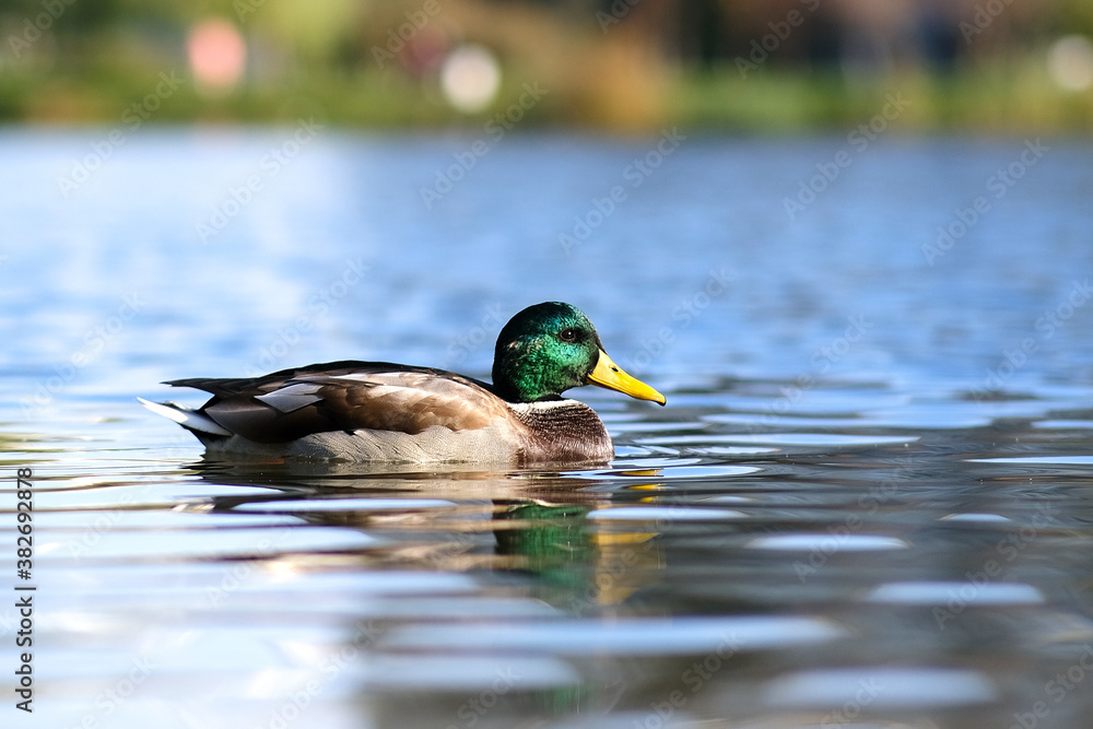 Obraz premium A bright-colored Drake swims in a lake or river with blue water under a Sunny landscape. Birds and animals in the concept of wild nature.