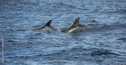 Pair of dolphins spines and fins on ocean sea glossy water
