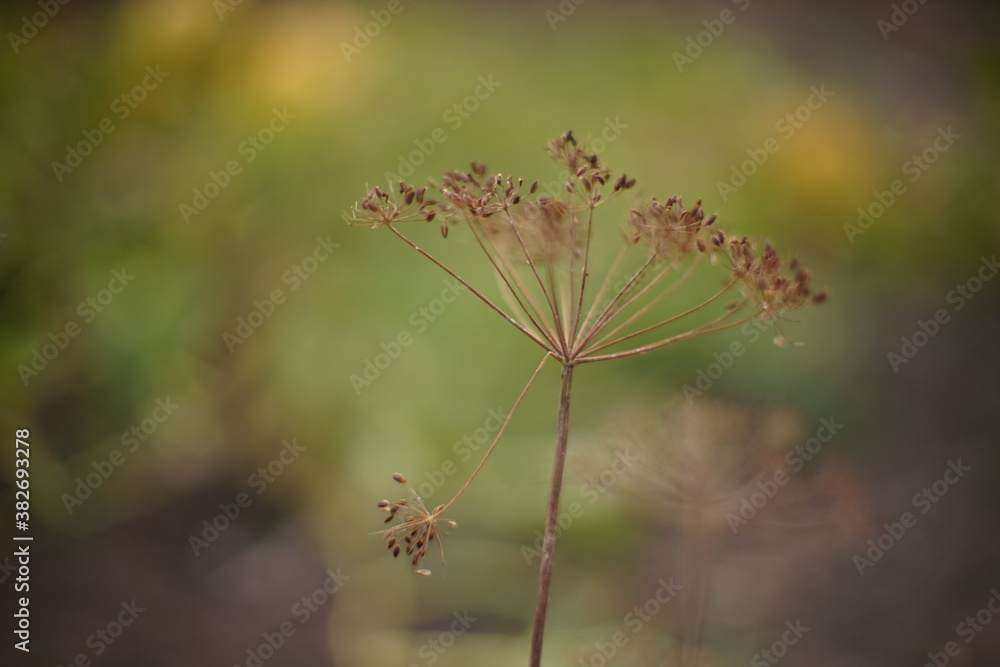 Dry umbrella sprout of dill grow in evening garden