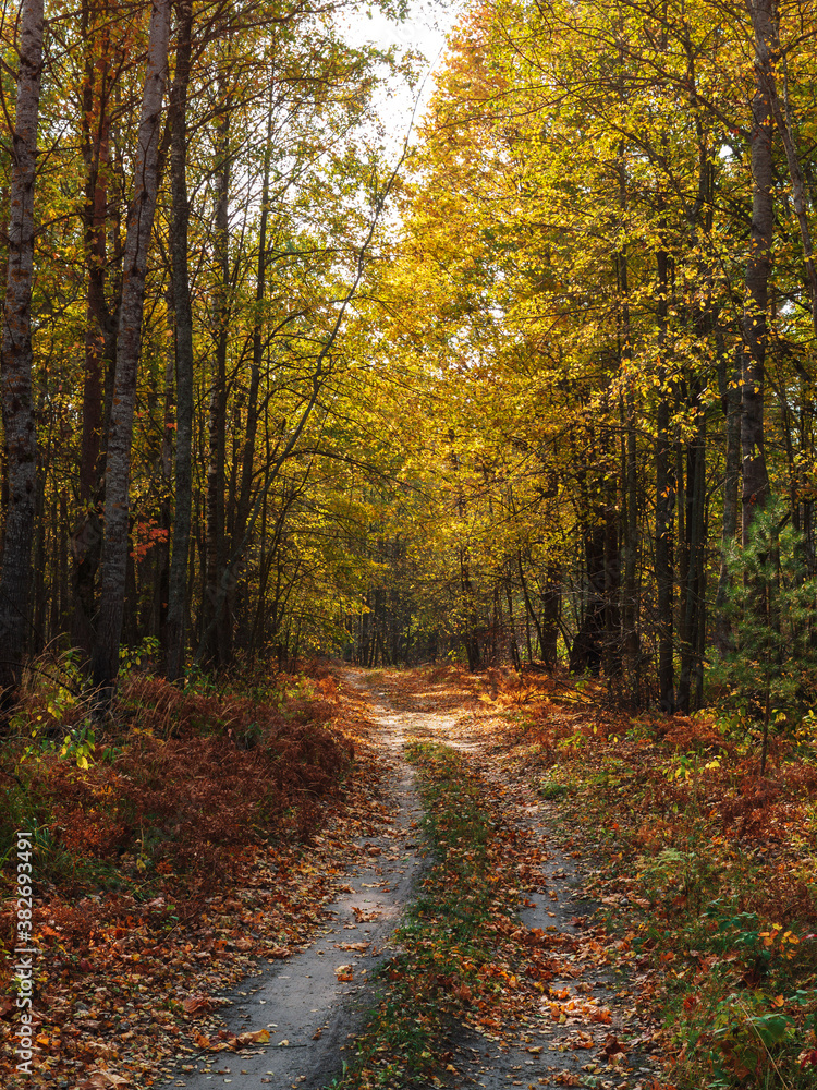 Forest autumn country road vertical photo