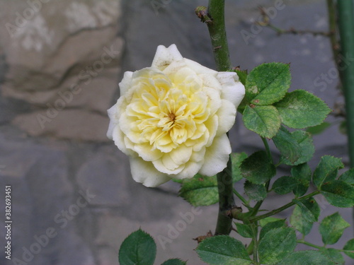 Rose Collection