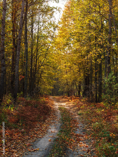 Forest autumn country road vertical photo