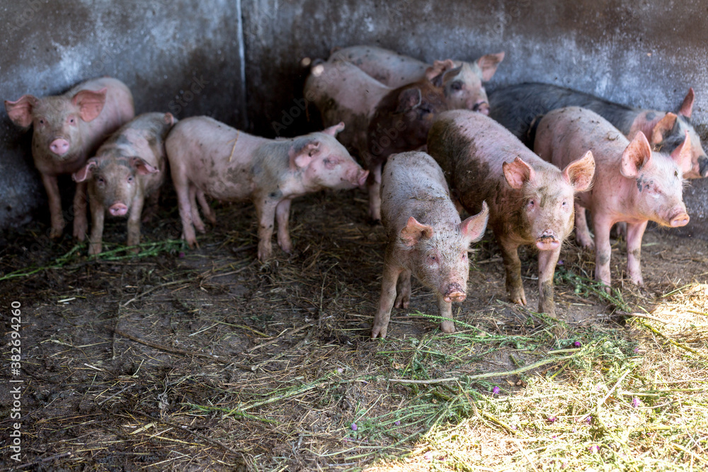 Dirty piglets grazing on a pig farm. Natural organic pig breeding. Farming. Stockbreeding. Dirty piglets grazing on a pig farm. Natural organic pig breeding. Farming. Stockbreeding.