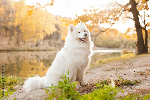 Photos white samoyed dog  in autumn outdoors