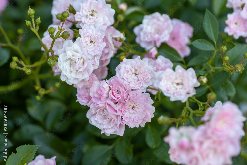 Pink rose flower. Detailed macro view. Flower on a natural background, soft light. Pink rose flower. Detailed macro view. Flower on a natural background, soft light.