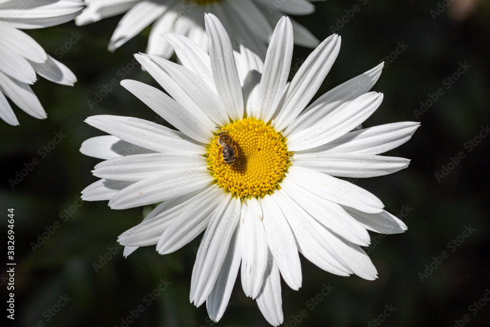 Bee on a chamomile flower. Detailed macro view. Flower on a natural background, clear sunlight.