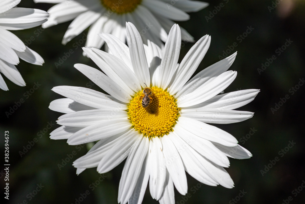 Bee on a chamomile flower. Detailed macro view. Flower on a natural background, clear sunlight. Bee on a chamomile flower. Detailed macro view. Flower on a natural background, clear sunlight.