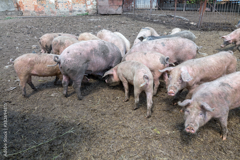 Dirty pigs and piglets grazing on a pig farm. Natural organic pig breeding. Farming. Stockbreeding. Dirty pigs and piglets grazing on a pig farm. Natural organic pig breeding. Farming. Stockbreeding.