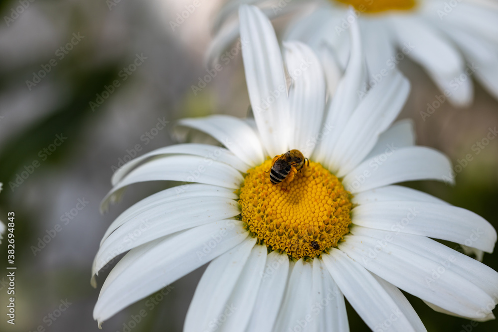 Bee on a chamomile flower. Detailed macro view. Flower on a natural background, clear sunlight. Bee on a chamomile flower. Detailed macro view. Flower on a natural background, clear sunlight.