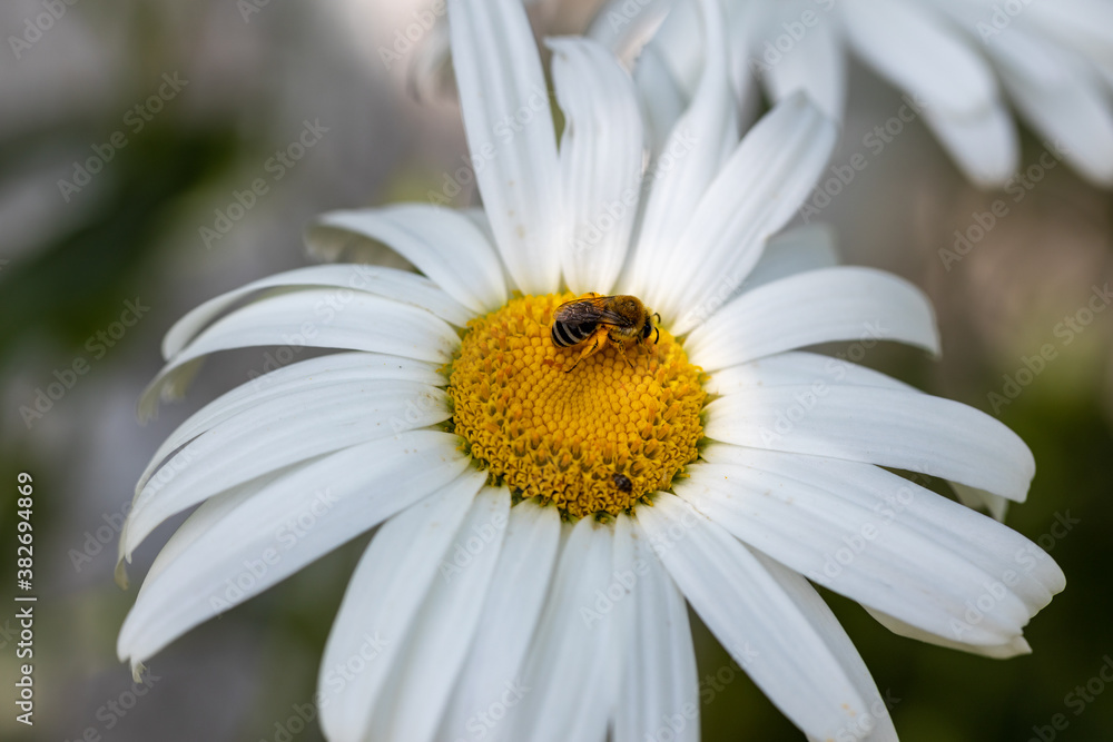 Bee on a chamomile flower. Detailed macro view. Flower on a natural background, clear sunlight. Bee on a chamomile flower. Detailed macro view. Flower on a natural background, clear sunlight.
