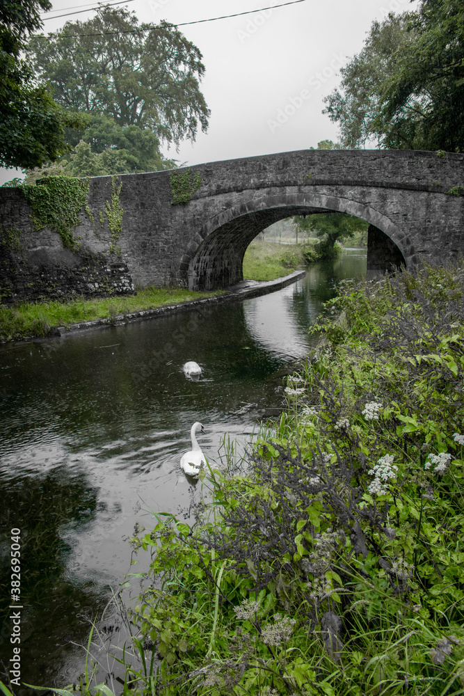 Fototapeta premium White Swan at Ancient Irish Canal