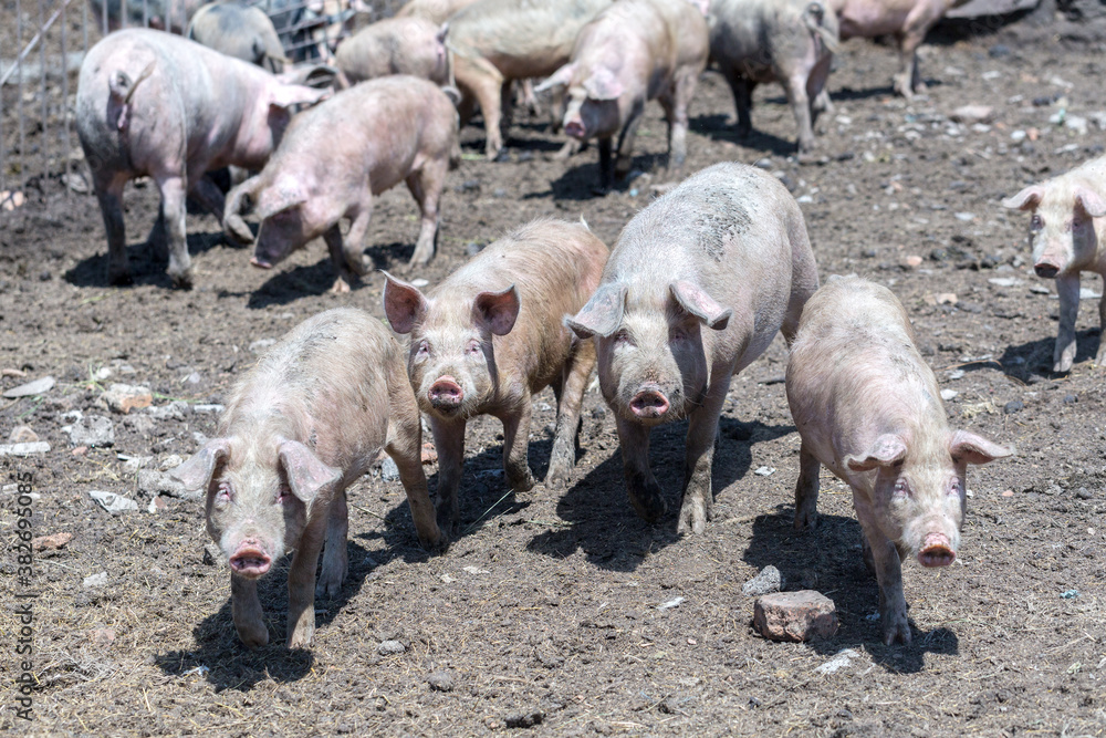 Dirty pigs and piglets grazing on a pig farm. Natural organic pig breeding. Farming. Stockbreeding. Dirty pigs and piglets grazing on a pig farm. Natural organic pig breeding. Farming. Stockbreeding.