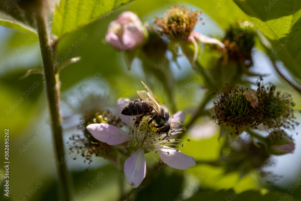A bee on a rosehip flower. Detailed macro view. Flower on a natural background, clear sunlight. A bee on a rosehip flower. Detailed macro view. Flower on a natural background, clear sunlight.