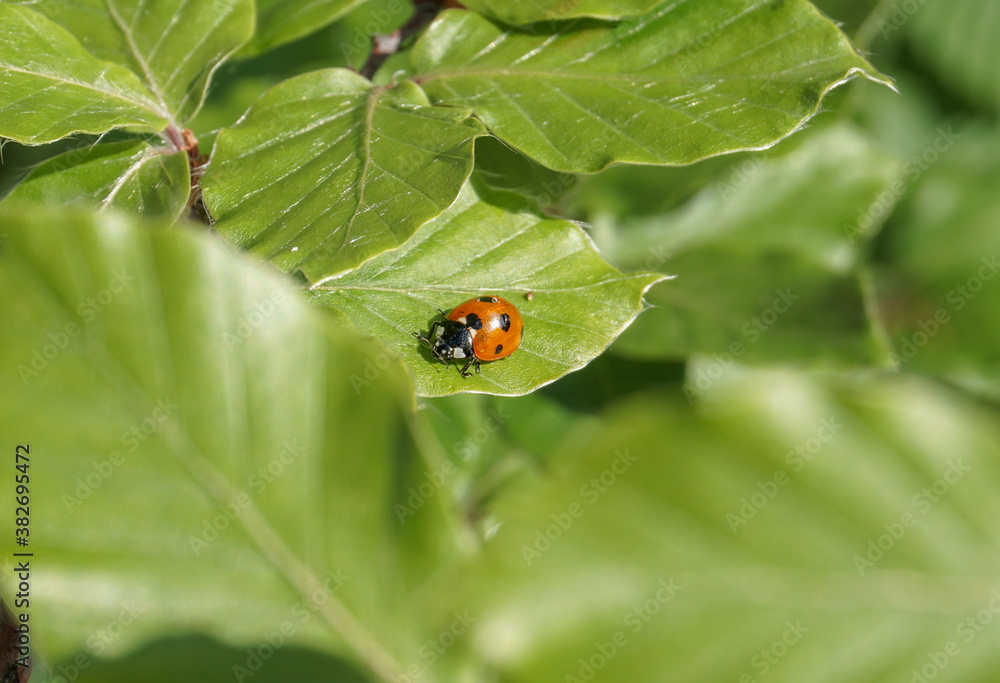 ladybugs on green leaf, close-up ladybugs on green leaf, close-up