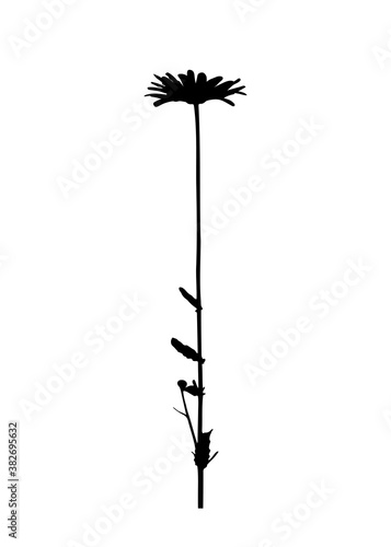 Wallpaper Mural oxeye daisy - dog daisy (Leucanthemum vulgare) silhouette isolated on white background Torontodigital.ca