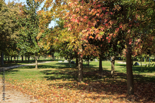 Multicolored trees with fallen leaves on ground in park. Autum season concept. Fall nature.