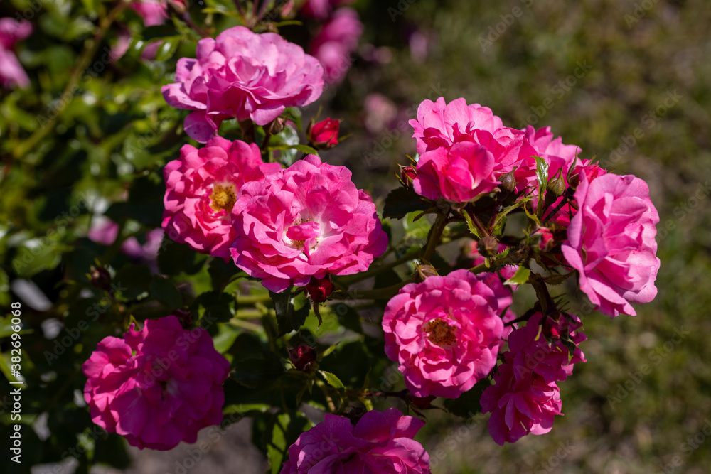 Many flowers of a purple twisting rose. Detailed macro view. Flower on a natural background, sunlight. Many flowers of a purple twisting rose. Detailed macro view. Flower on a natural background, sunlight.