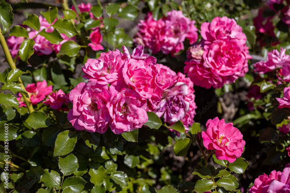 Many flowers of a purple twisting rose. Detailed macro view. Flower on a natural background, sunlight. Many flowers of a purple twisting rose. Detailed macro view. Flower on a natural background, sunlight.