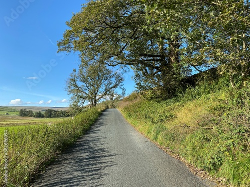 Country lane, with wild plants, grasses, and old trees, on a hot summers day near, Halton Gill, Skipton, UK