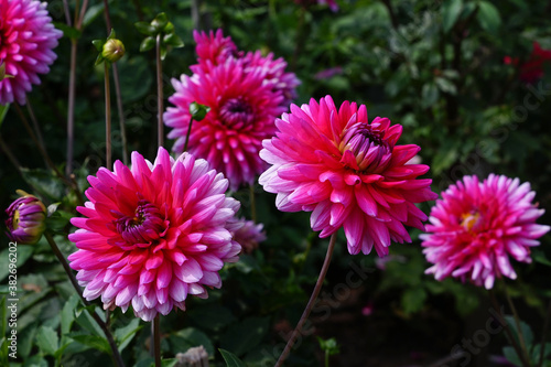 Dahlien Blumen im Herbst