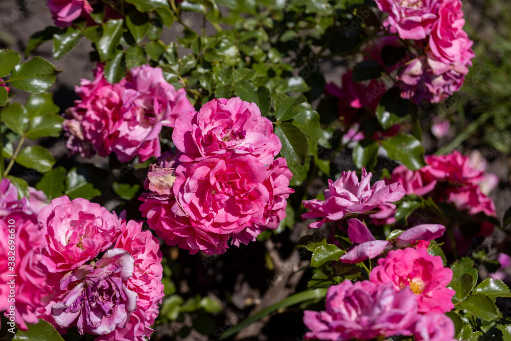 Many flowers of a purple twisting rose. Detailed macro view. Flower on a natural background, sunlight. Many flowers of a purple twisting rose. Detailed macro view. Flower on a natural background, sunlight.