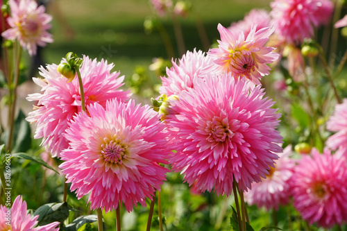 Dahlien Blumen im Herbst