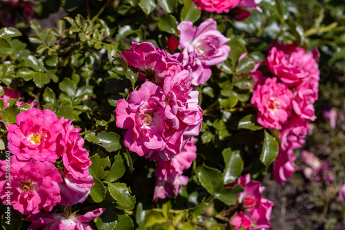 Many flowers of a purple twisting rose. Detailed macro view. Flower on a natural background  sunlight.