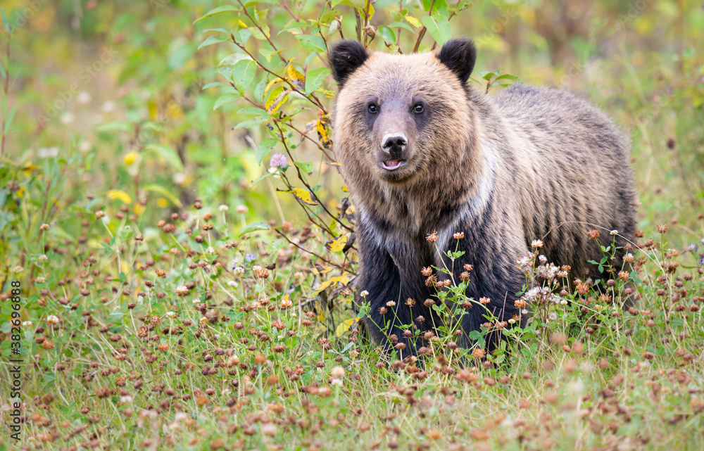 Fototapeta premium Grizzly bear in the wild