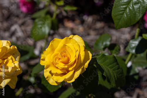 Yellow rose flower. Detailed macro view. Flower on a natural background  soft light.