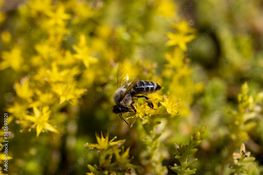 Bee on yellow garden flowers. Detailed macro view. Flower on a yellow natural background, bright sunlight. Bee on yellow garden flowers. Detailed macro view. Flower on a yellow natural background, bright sunlight.
