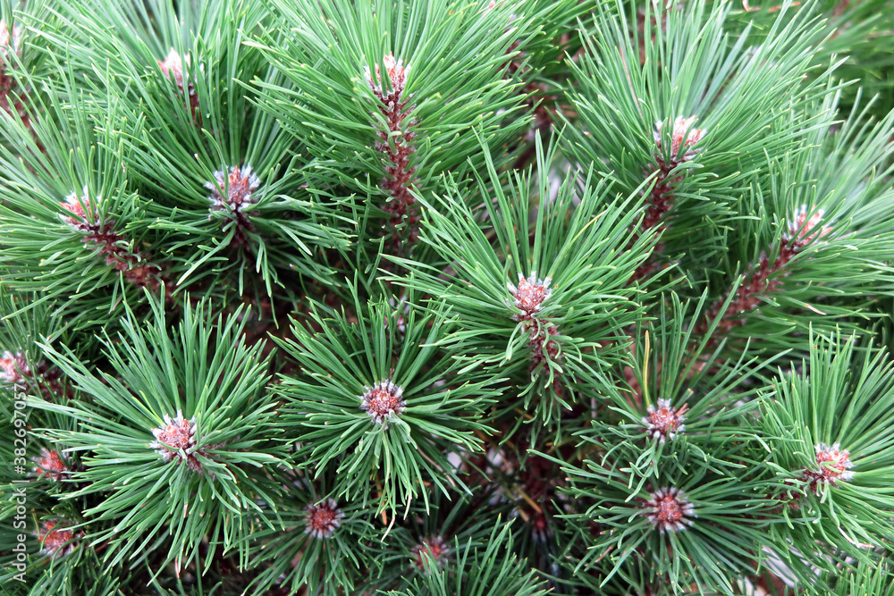 Latsche - Legföhre - mountain pine - Pinus mugo mugo