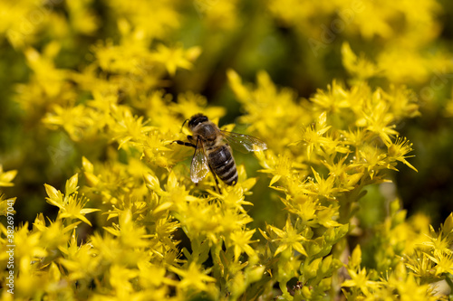 Bee on yellow garden flowers. Detailed macro view. Flower on a yellow natural background, bright sunlight. © Sergey