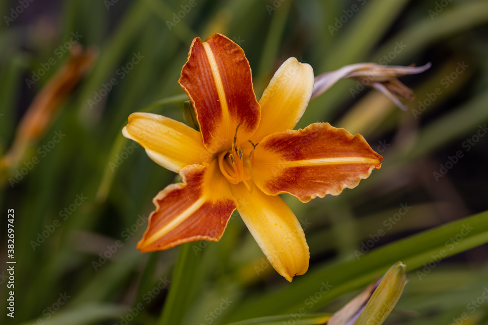 Orange lily flower. Detailed macro view. Flower on a natural background, soft light. Orange lily flower. Detailed macro view. Flower on a natural background, soft light.