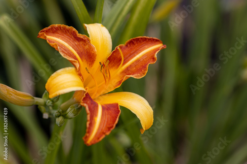 Orange lily flower. Detailed macro view. Flower on a natural background  soft light.