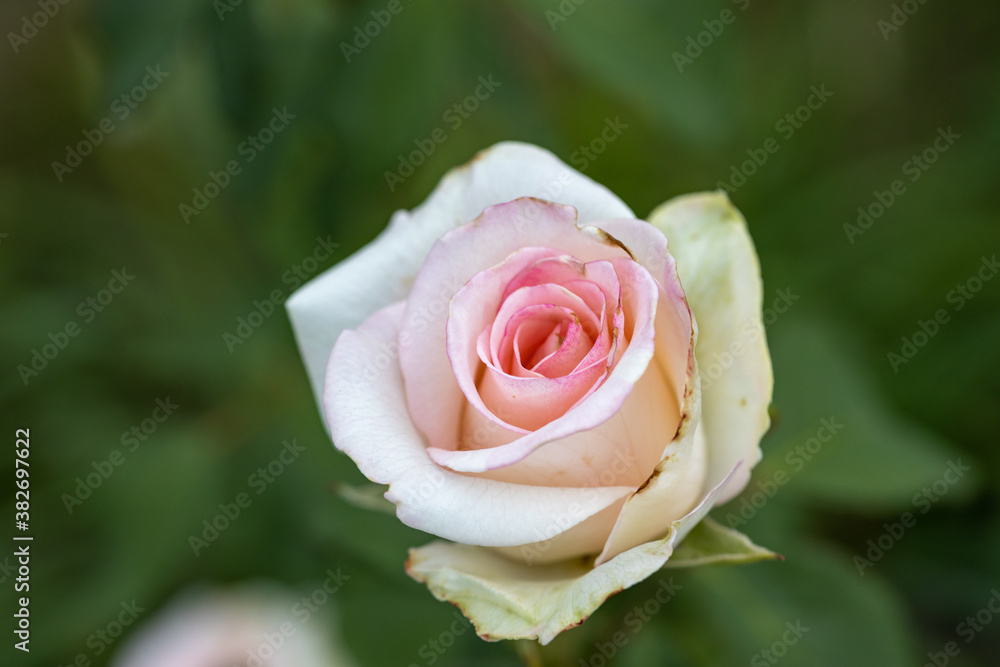 Pink rose flower. Detailed macro view. Flower on a natural background, soft light. Pink rose flower. Detailed macro view. Flower on a natural background, soft light.