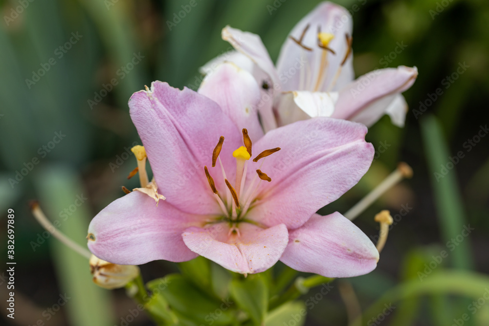 Fototapeta premium Pink lily flower. Detailed macro view. Flower on a natural background, soft sunlight.