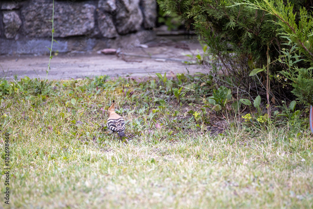 Bird hoopoe on green grass. Cloudy day. Bird hoopoe on green grass. Cloudy day.