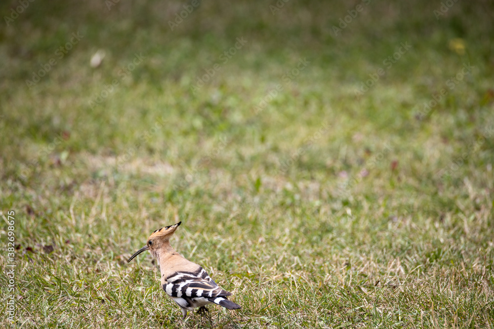 Bird hoopoe on green grass. Cloudy day. Bird hoopoe on green grass. Cloudy day.