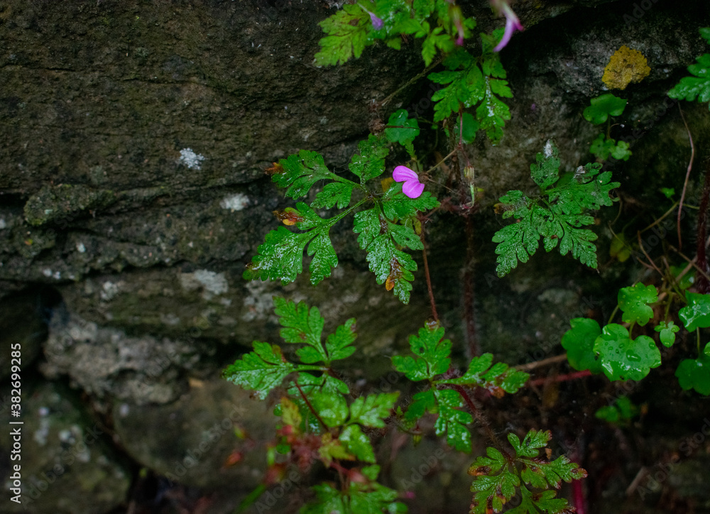 Ancient Celtic Stone Wall with Foliage Ancient Celtic Stone Wall with Foliage