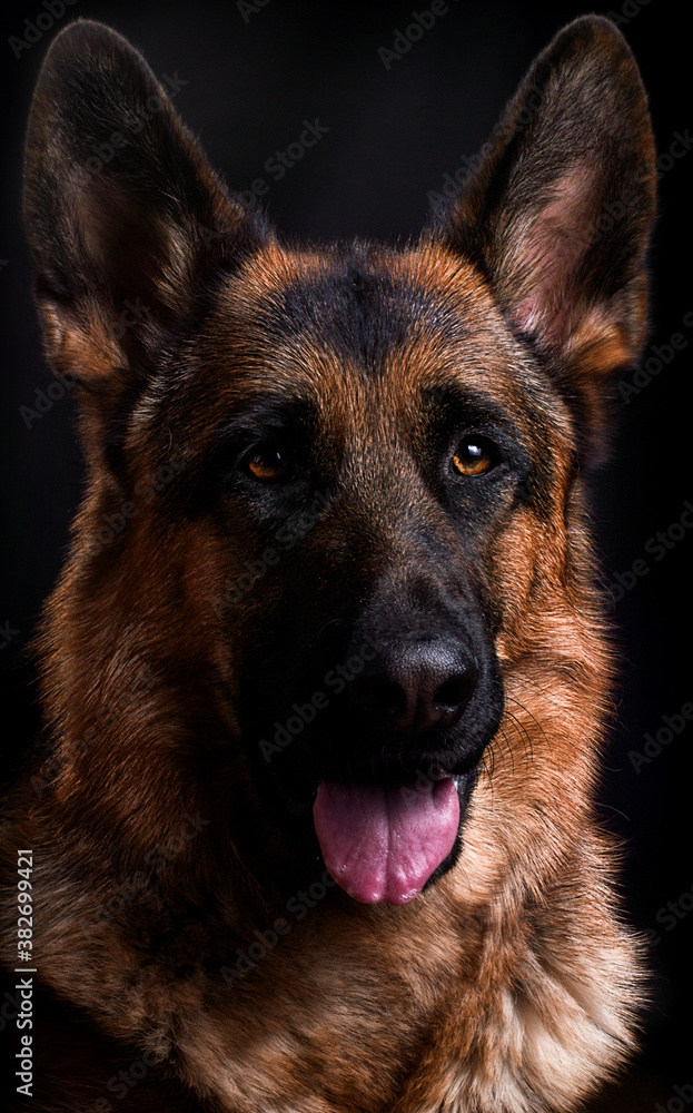 portrait of german shepherd dog in studio on dark background