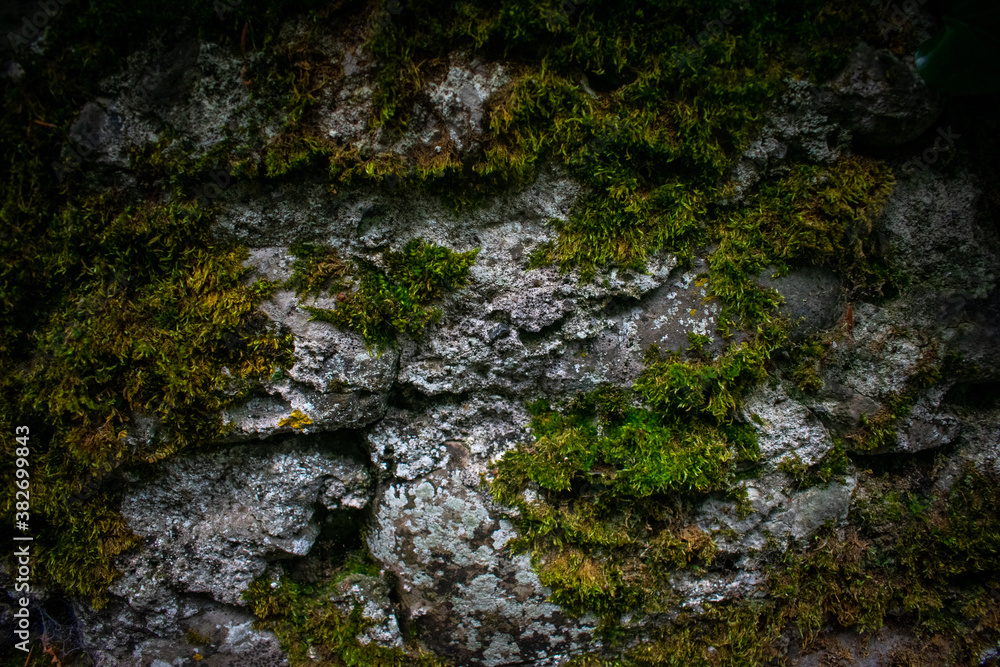 Ancient Celtic Stone Wall with Foliage