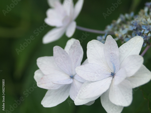 white flower in the garden