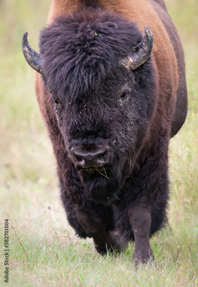 Wood bison Wood bison