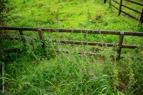 green Irish landscape