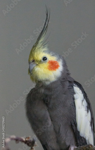 yellow crowned bird portrait