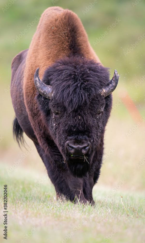 Wood bison