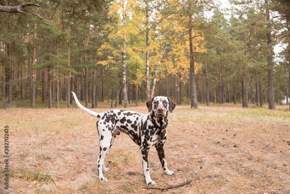dog breed Dalmatian on a walk beautiful portrait.Portrait of dalmatian in a collar for a walk in a forest.Sweet cute dog puppy walking outdoor. Cute dog has fun in forest, playing on lawn. Copy space