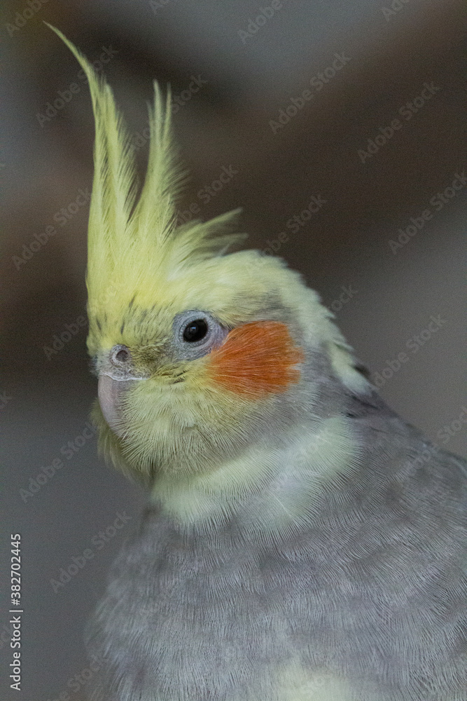 Yellow grey cockatiel portrait Yellow grey cockatiel portrait