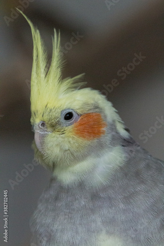 Yellow grey cockatiel portrait